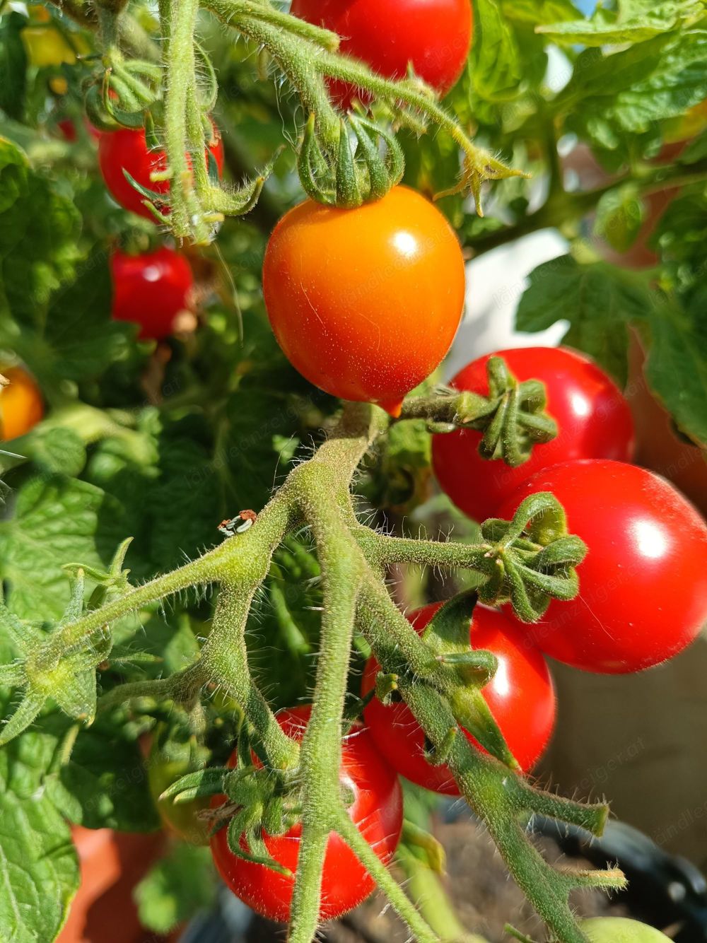 Geranium Kiss Tomatensamen - hübsche Busch- Balkontomate die nicht ausgegeizt werden muss