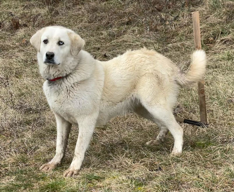 Lady Sanja sucht hundeerfahrene Menschen