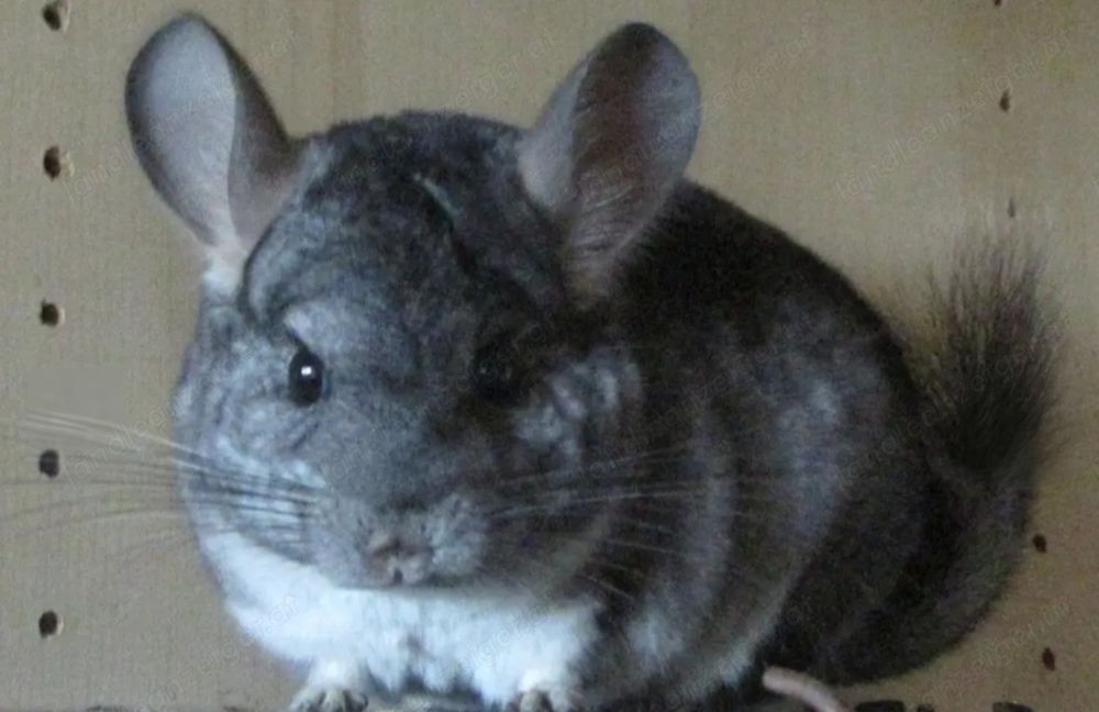 Chinchilla männlich