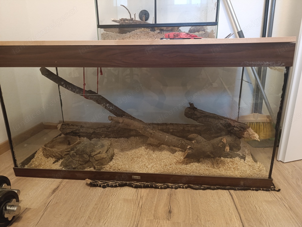 Boah constrictor weiblich 1 1 2 Jahre alt inklusive Terrarium 120cmx50cmx60cm abzugeben