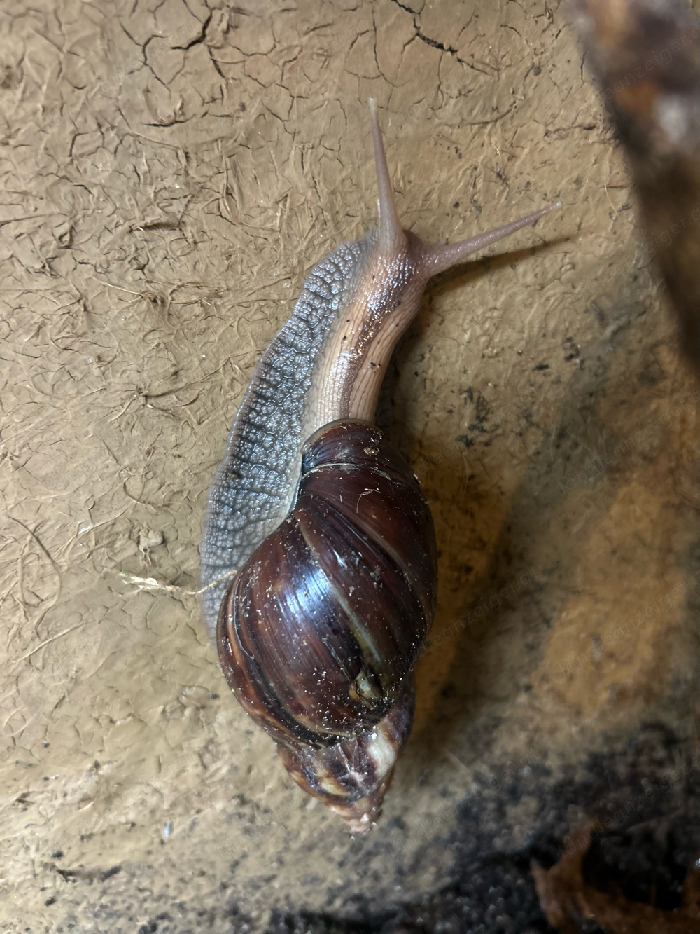 achatina fulica