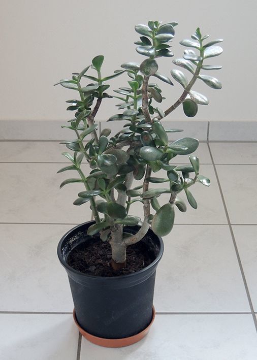 Zimmerpflanze, Geldbaum, Pfennigbaum, Dickblatt, Crassula ovata