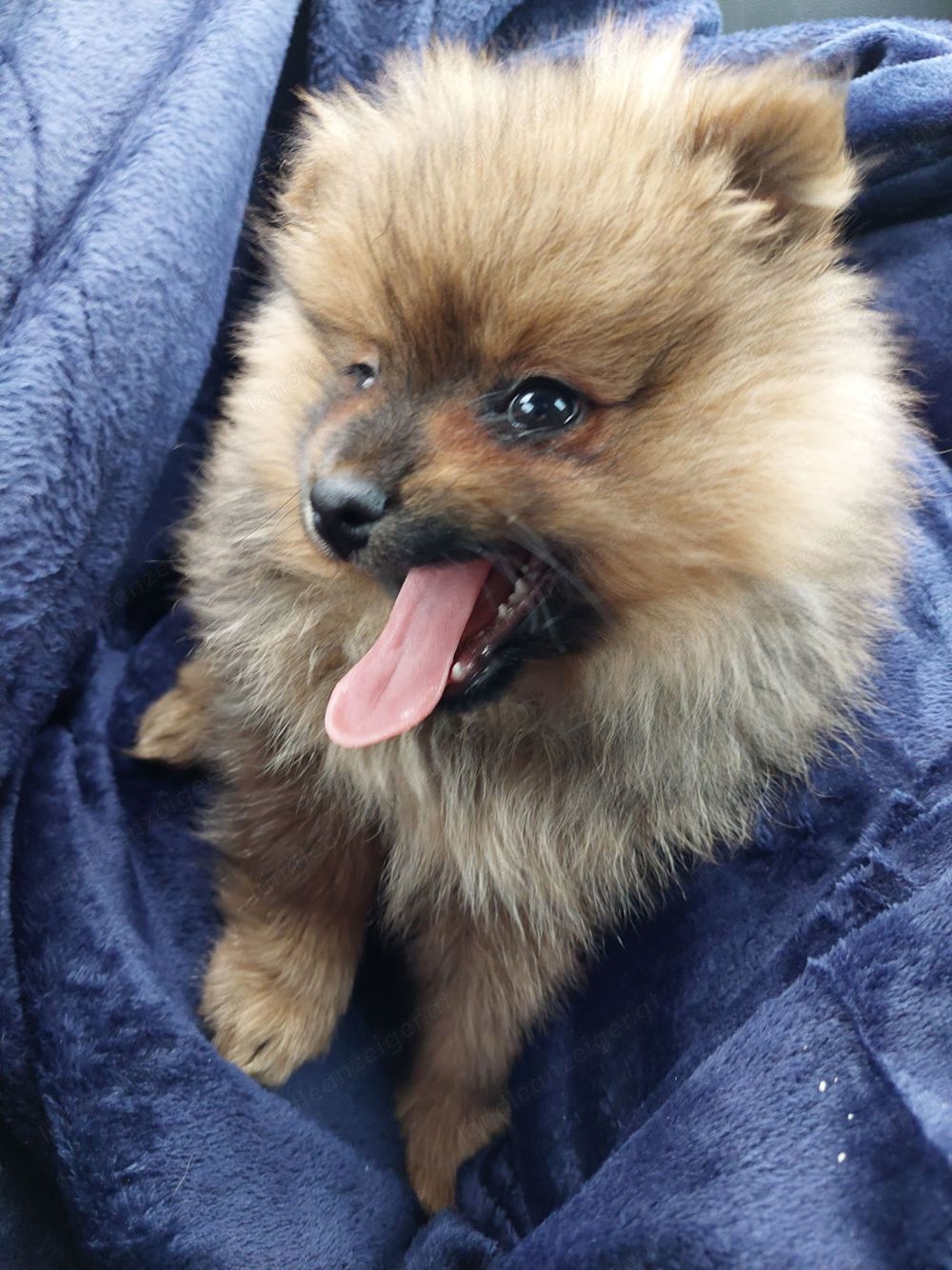 Pomeranian - Zwergspitz