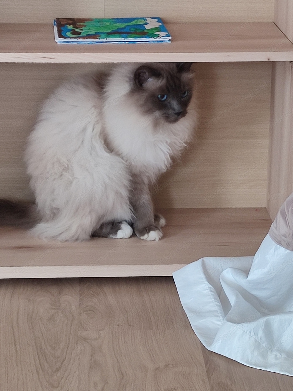 Ragdoll Kater und EKH katze 