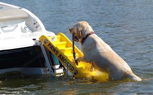 Hunde Bootsleiter