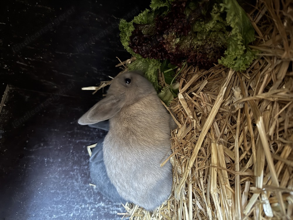 Zwergkaninchen Babys