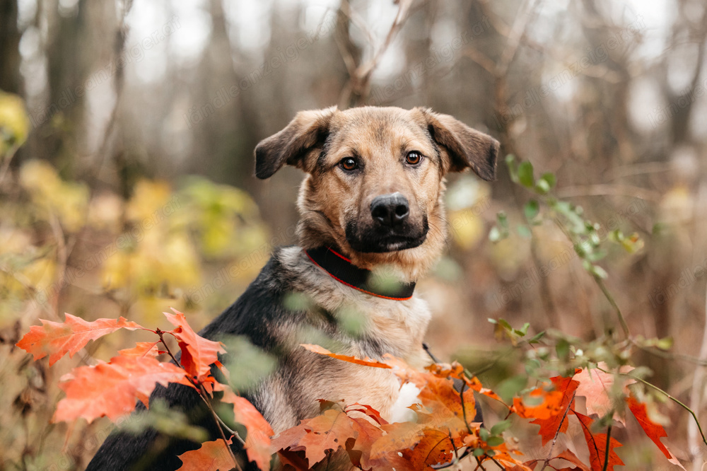 Junger und freundlicher Hund Gor sucht eine Familie