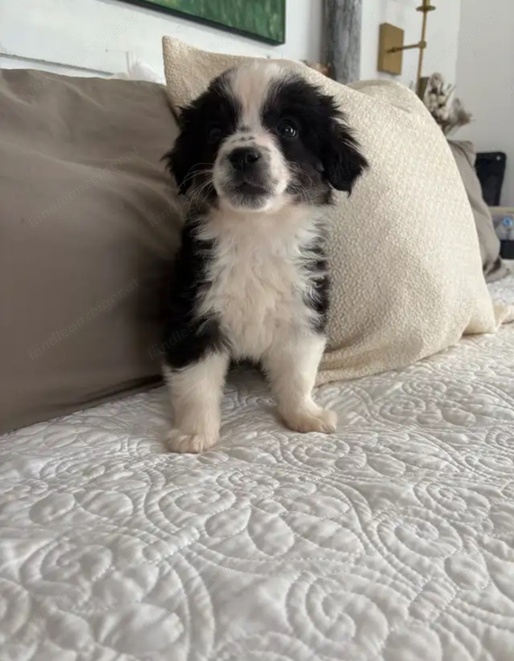 Pelziger Australian Shepherd