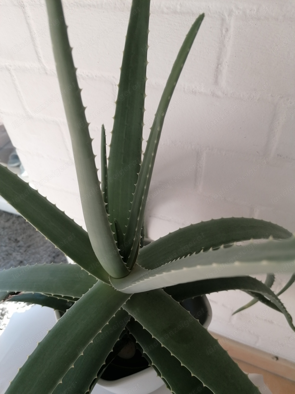 Echte Heilpflanze Aloe Vera Pflanze, gesund