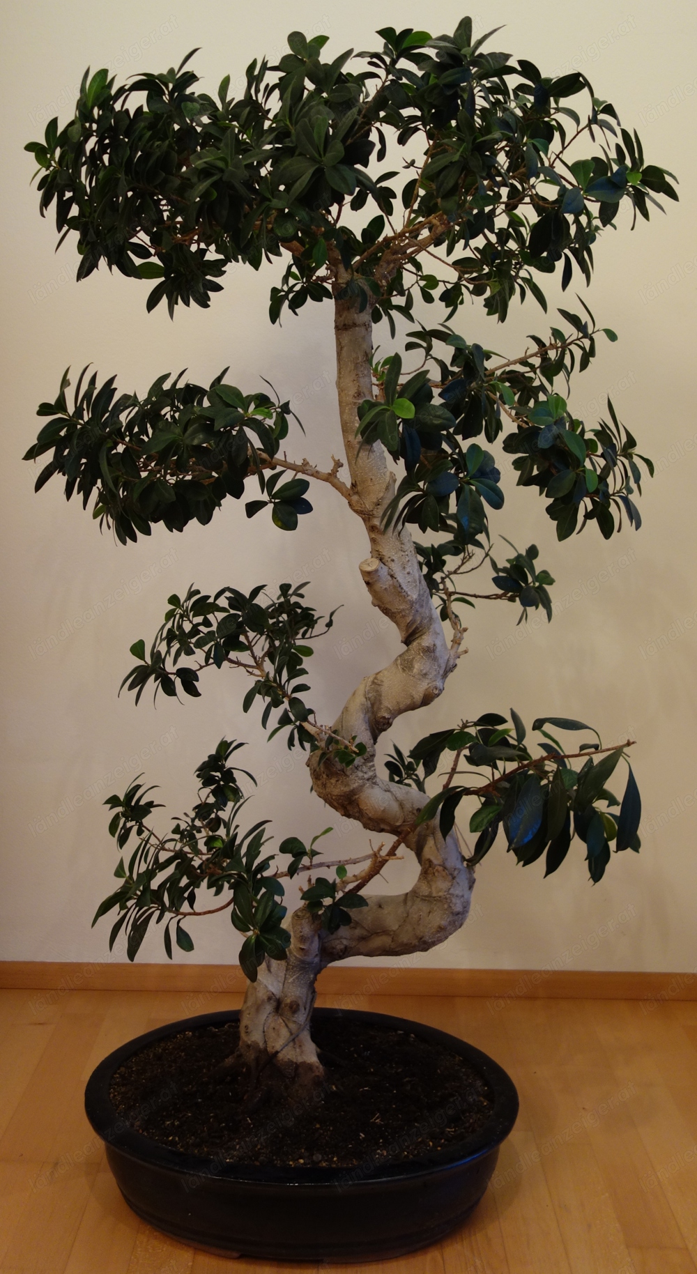 XXL Bonsai, Ficus Ginseng