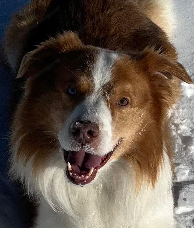 Australian Shepherd Red Merle Henri (6Jahre) sucht Zuchthündin