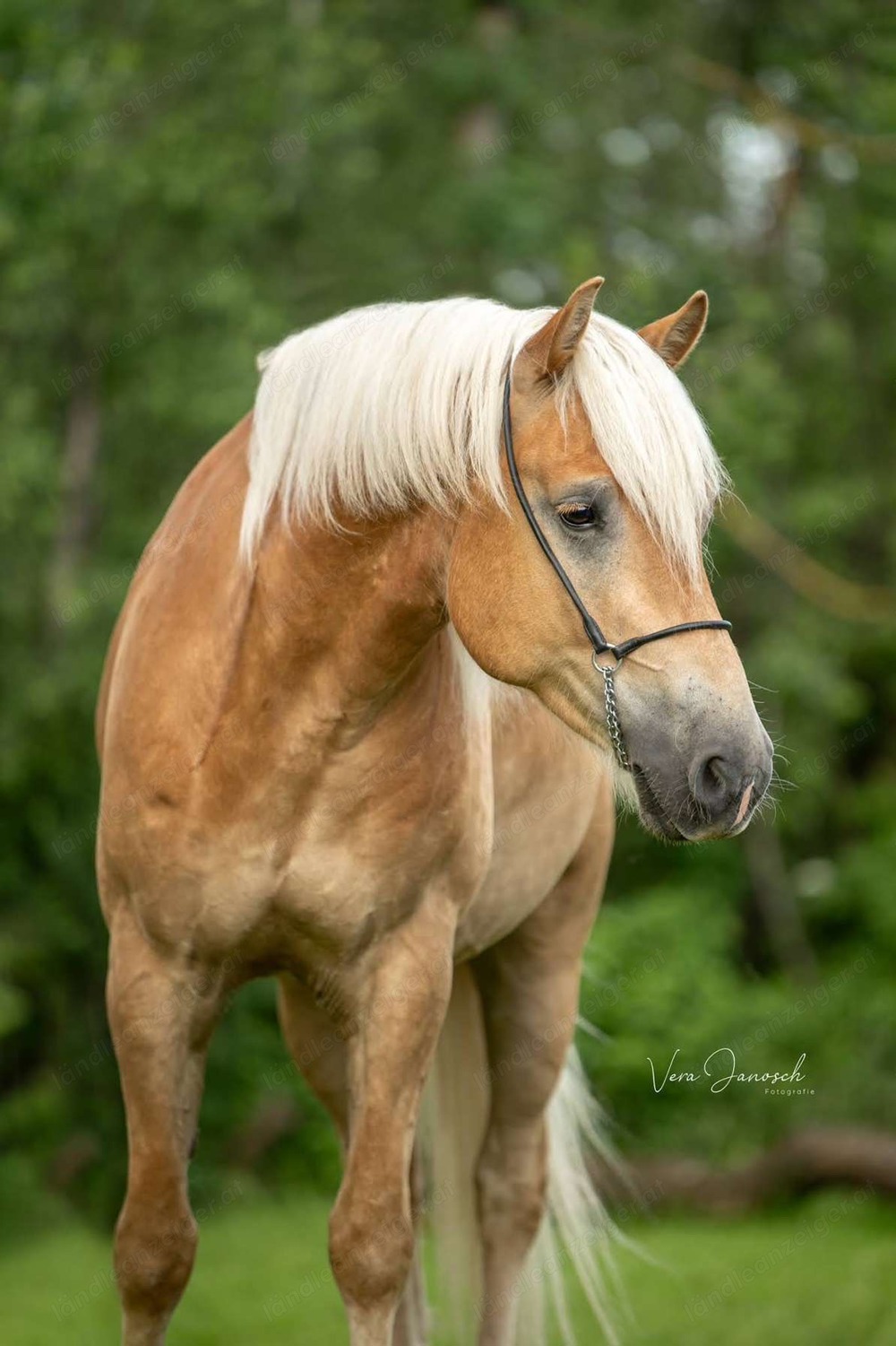 Pferd sucht Mensch - TOP Haflinger