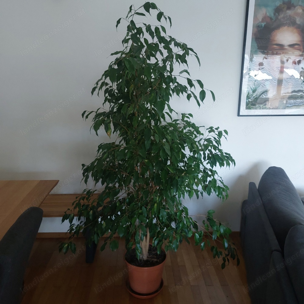 Ficus Benjamin Baum Zimmerpflanze