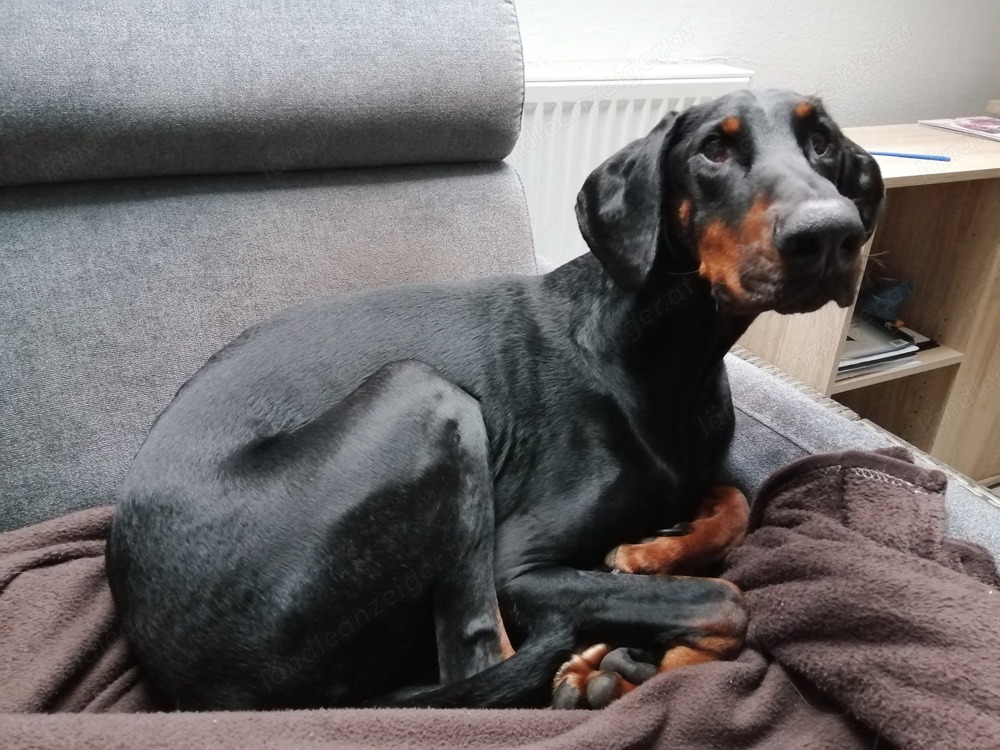 Dobermann sucht neues Zuhause 