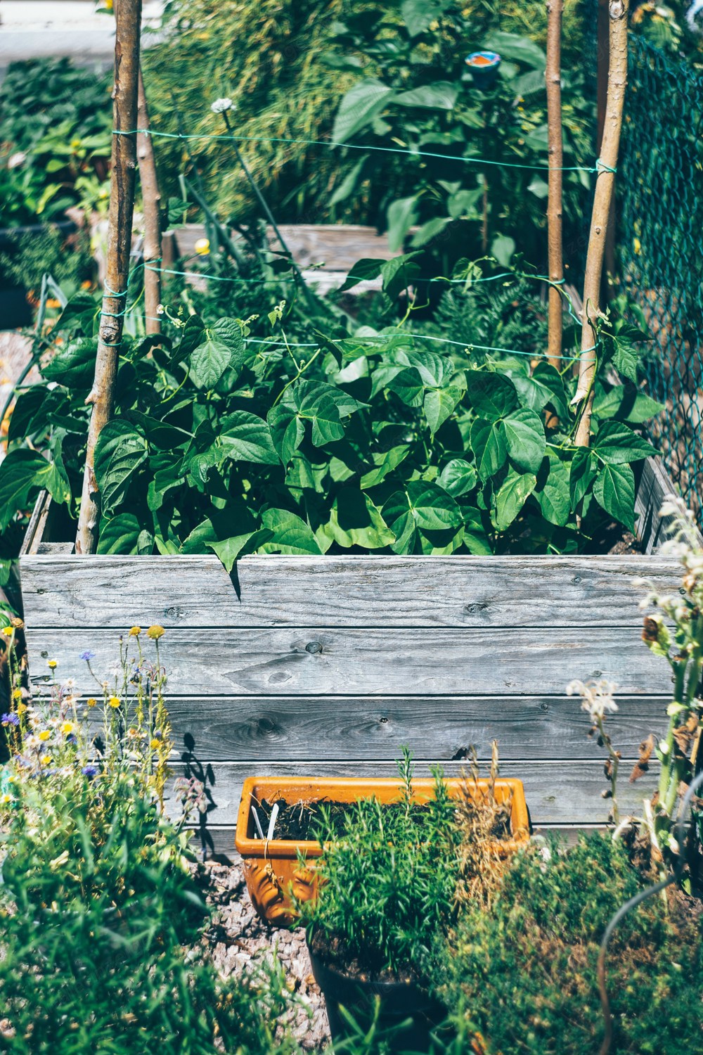 Schrebergarten Garten Kleingarten Grünfläche zu verpachten