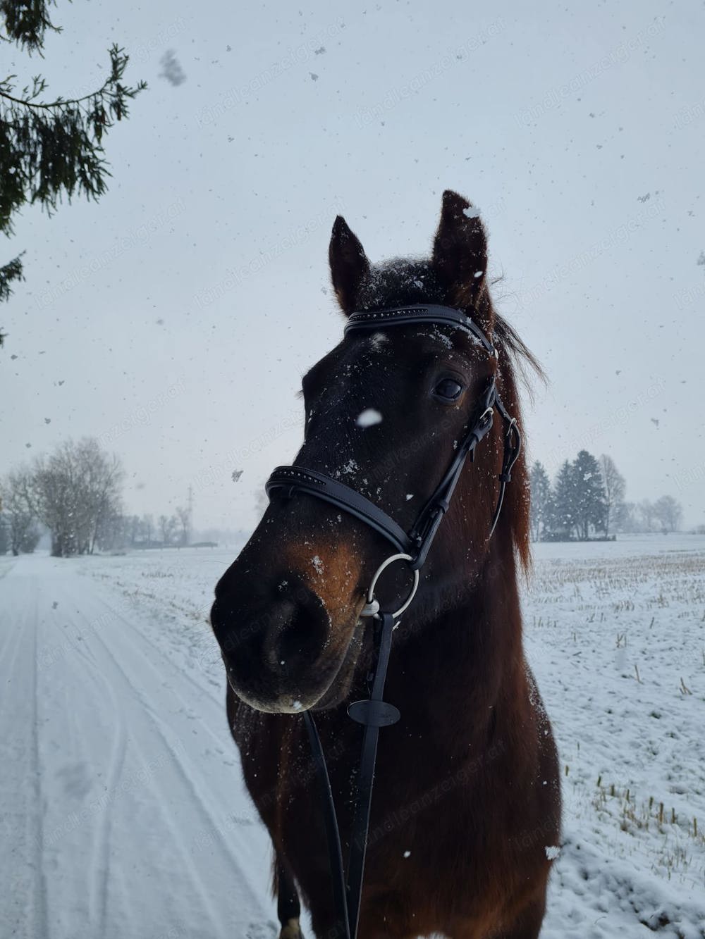 Pflegebeteiligung für 27-jährige Freibergerstute