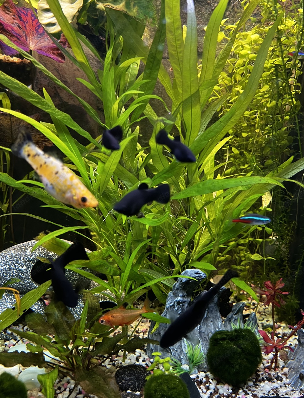 Black Molly Fische Tausch