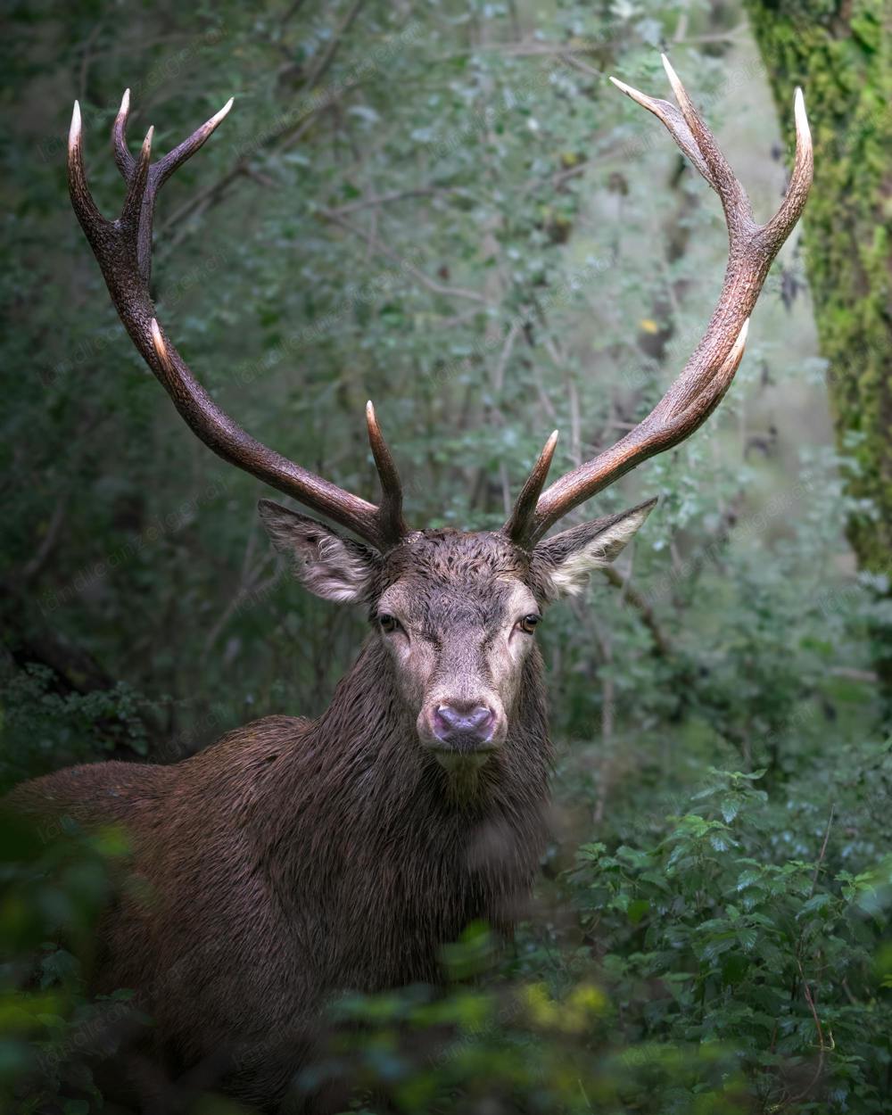 SUCHE Rohhaut vom Hirsch