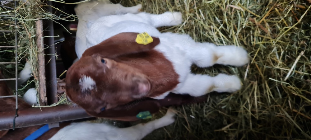 Große liebige Burenziegen 