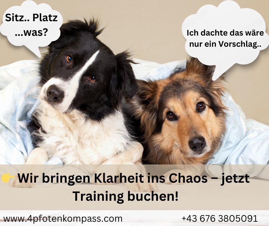 Hundetraining & Ernährungsberatung