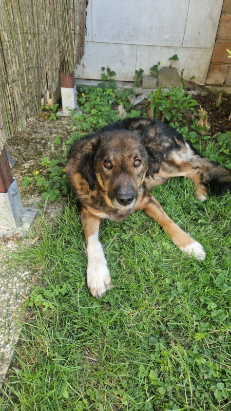 Benno - NOTFALL Österreich