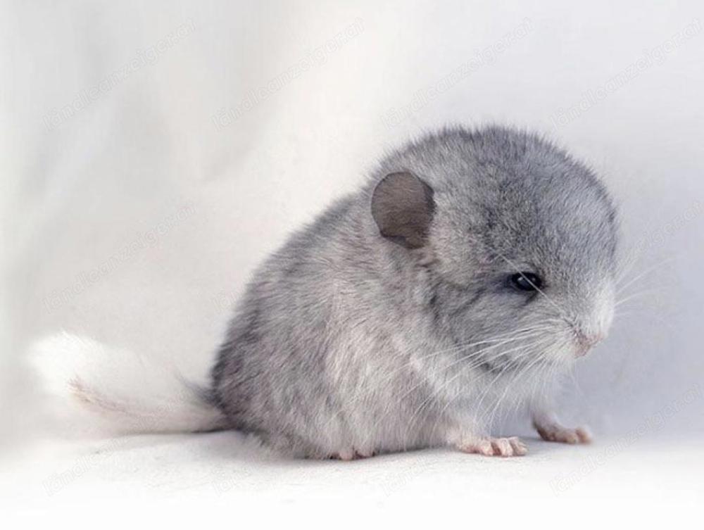 Suche 2 weibliche Baby Chinchillas 