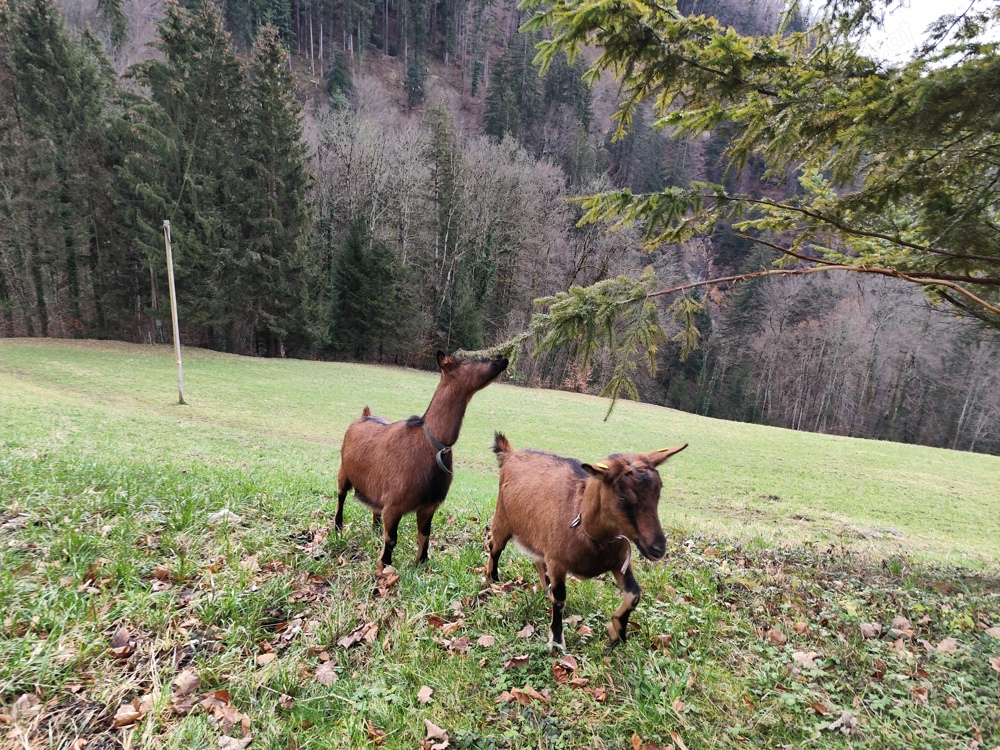 Suche überdachte Futterkrippe