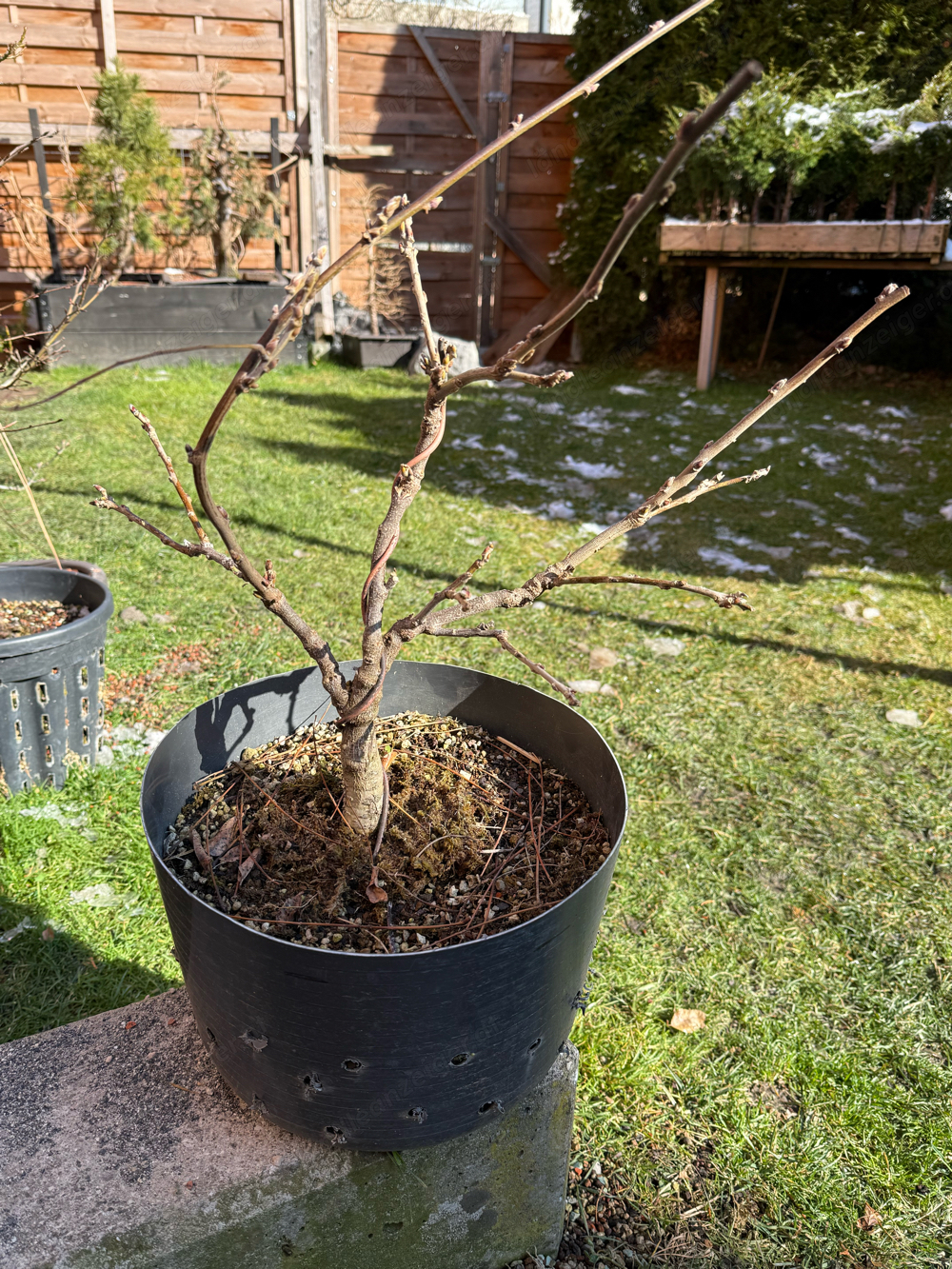 Wisteria Sinensis - Bonsai