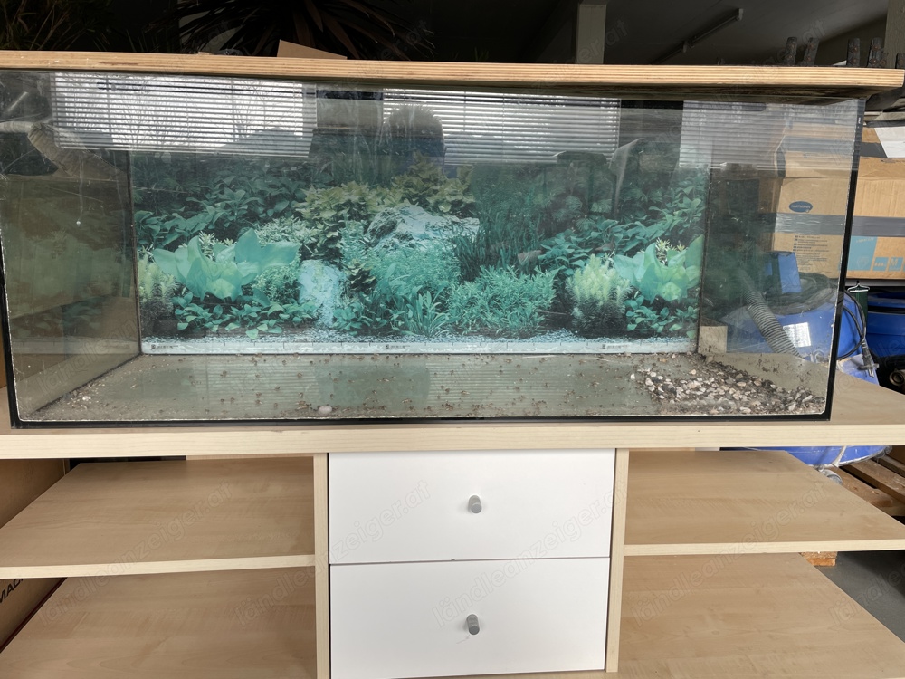 Aquarium geschenkt 