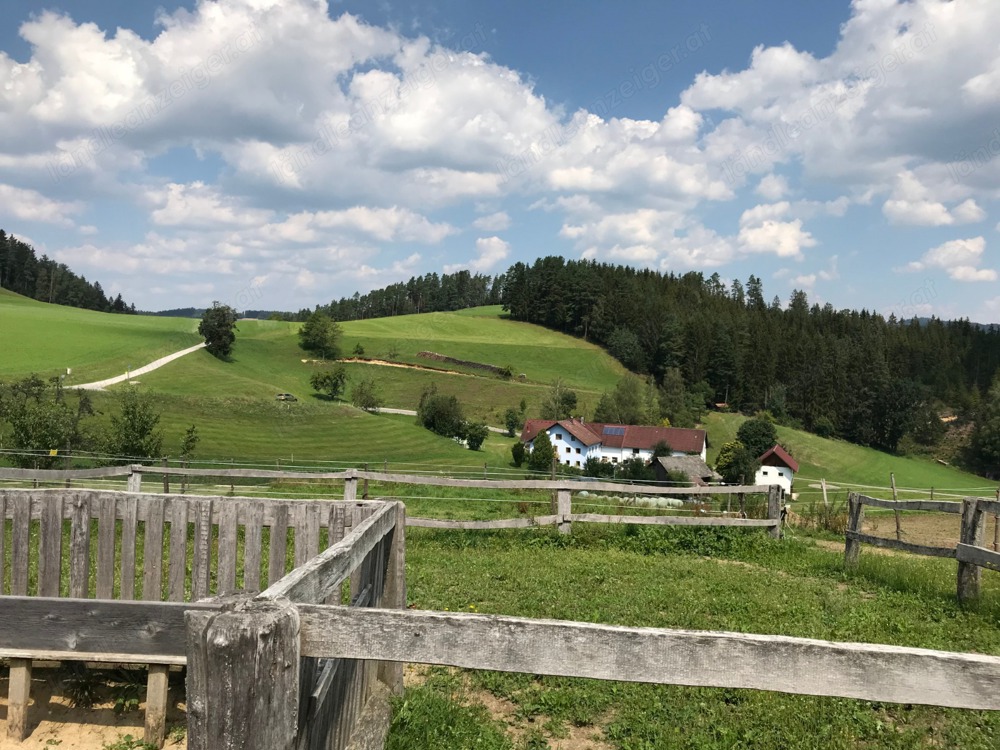 Heu für Kleintiere mit der Sense gemäht von der Waldviertler Hochebene!