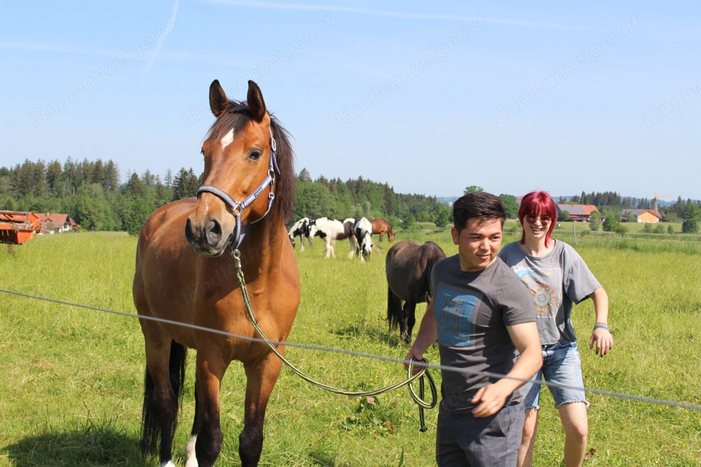 Österreichisches Warmblut mit Papieren zu verkaufen