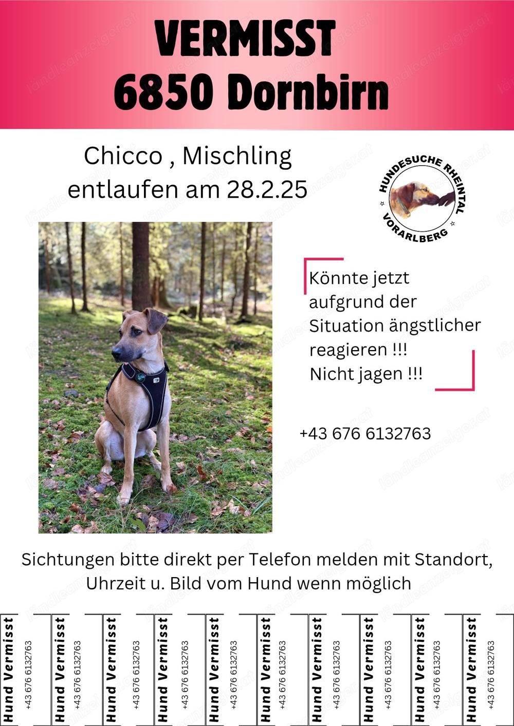 Hund Vermisst in Dornbirn 