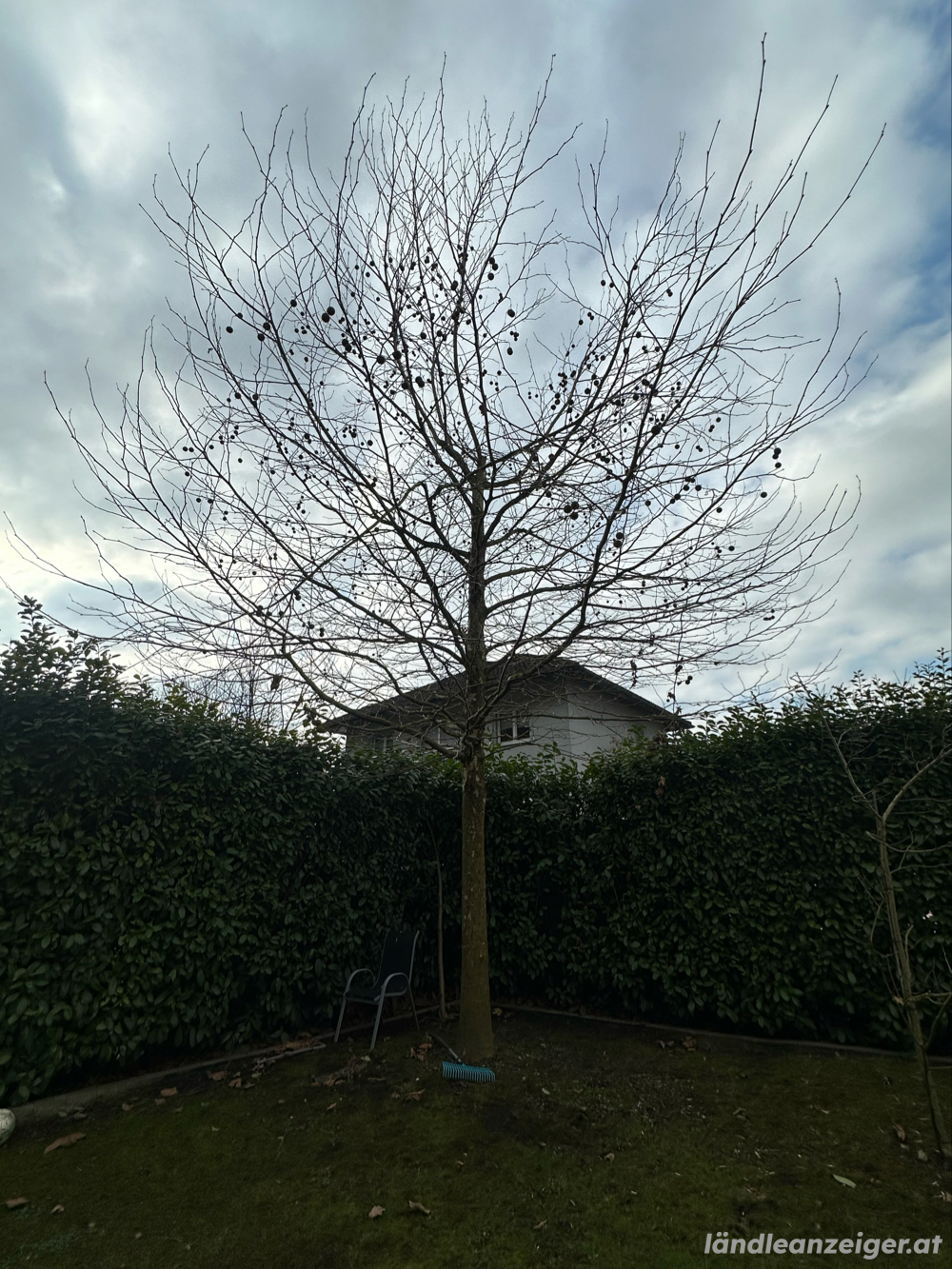 Baum stutzen 