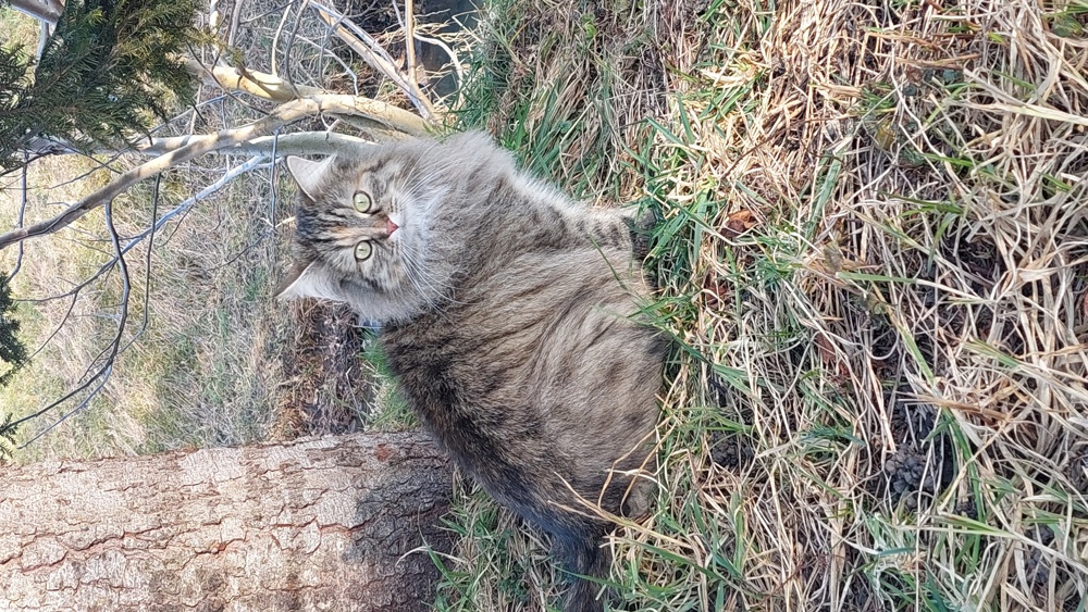 Lustenau Mühlefeldstraße Katze vermisst