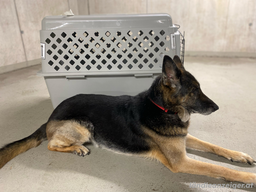 Große Hundetransportbox