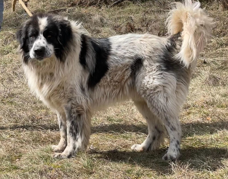 Buster freut sich auf ein feines Plätzchen mit Garten