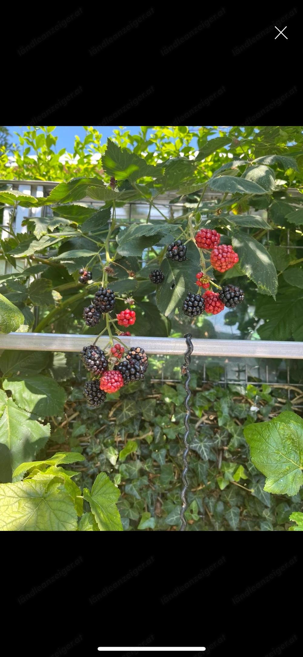 Brombeeren 