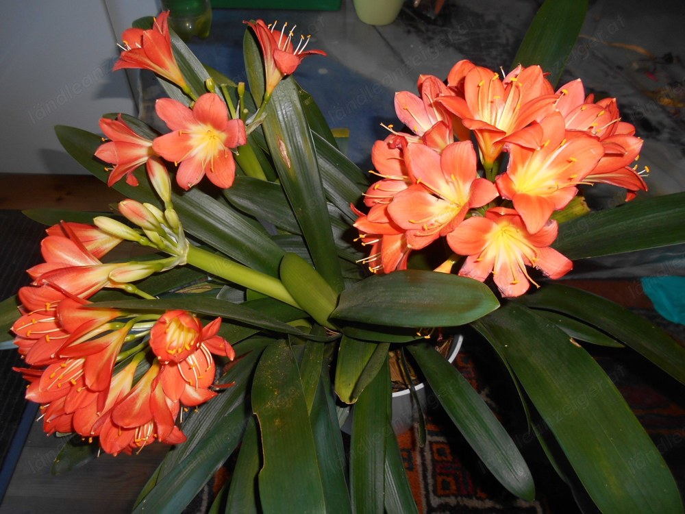 Klivie Blühpflanze (Clivia miniata)