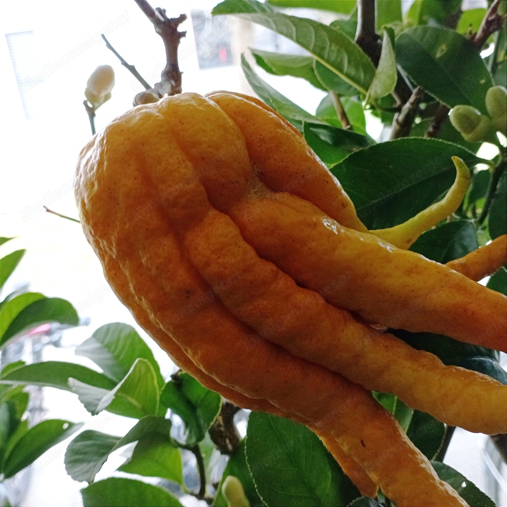 Zitrus Buddhas Hand