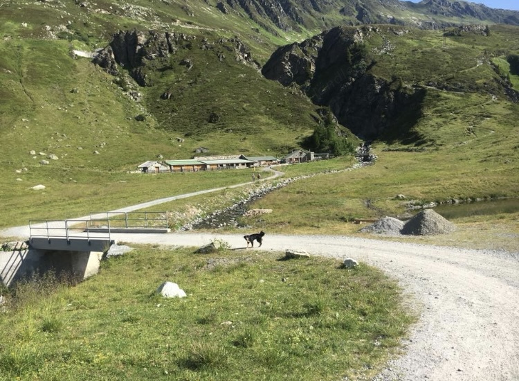 Kleinhirte auf Alpe im Montafon gesucht 