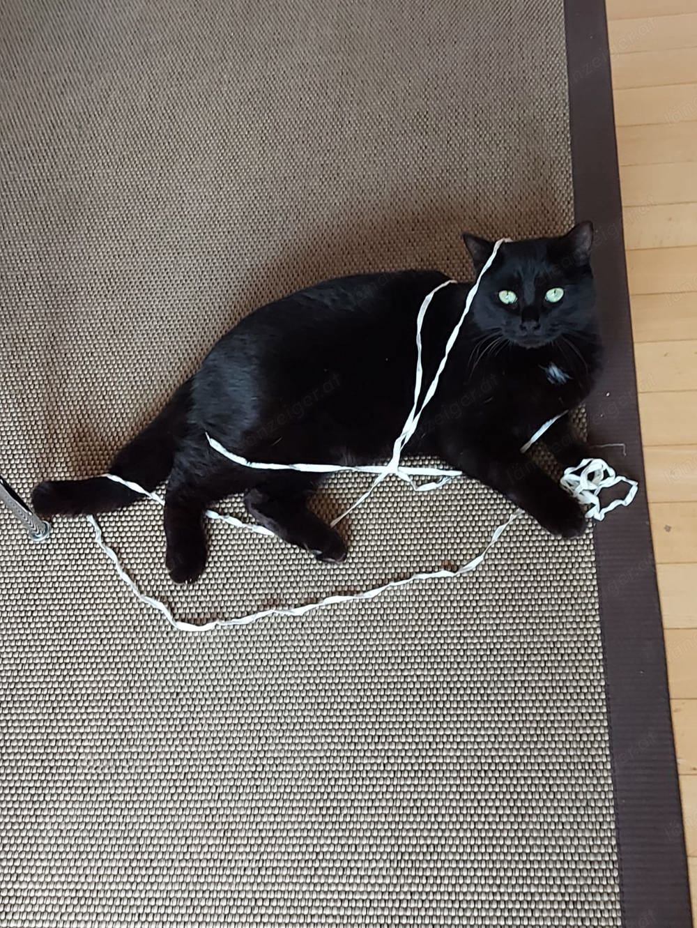 Kater Louie vermisst Kater Louie vermisst