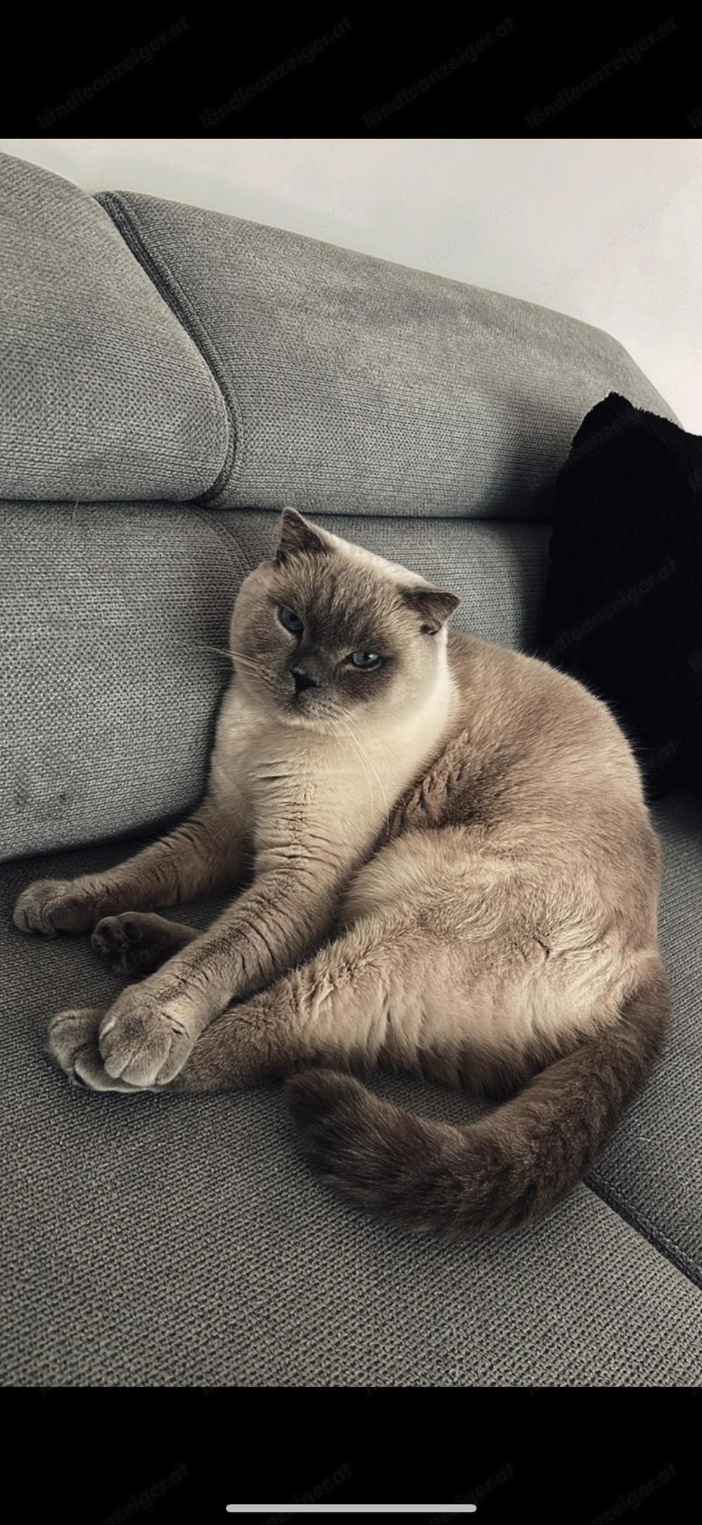 Britisch Kurzhaar Katze