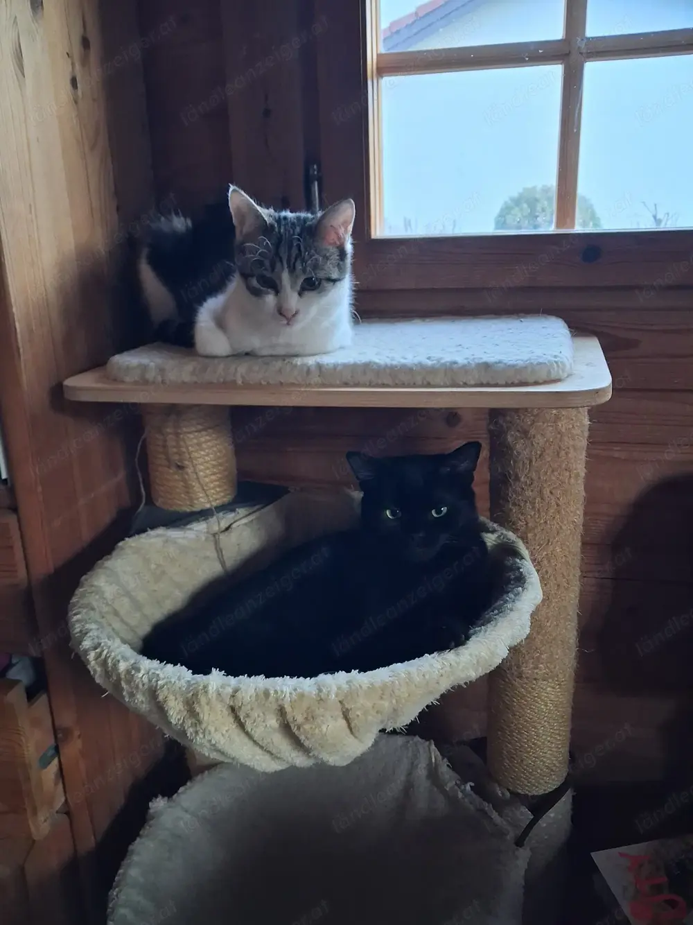 Katzenkinder aus dem Tierschutz