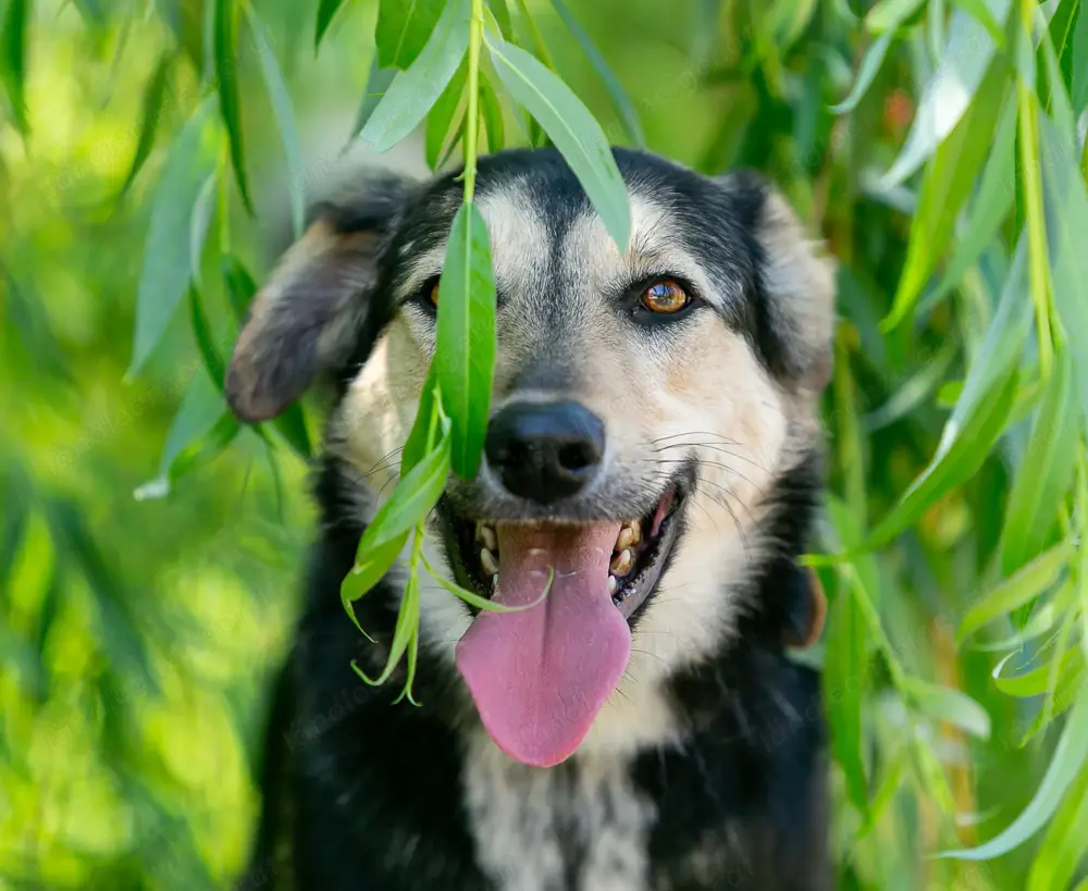 Familienhund Vorshun sucht ein Zuhause