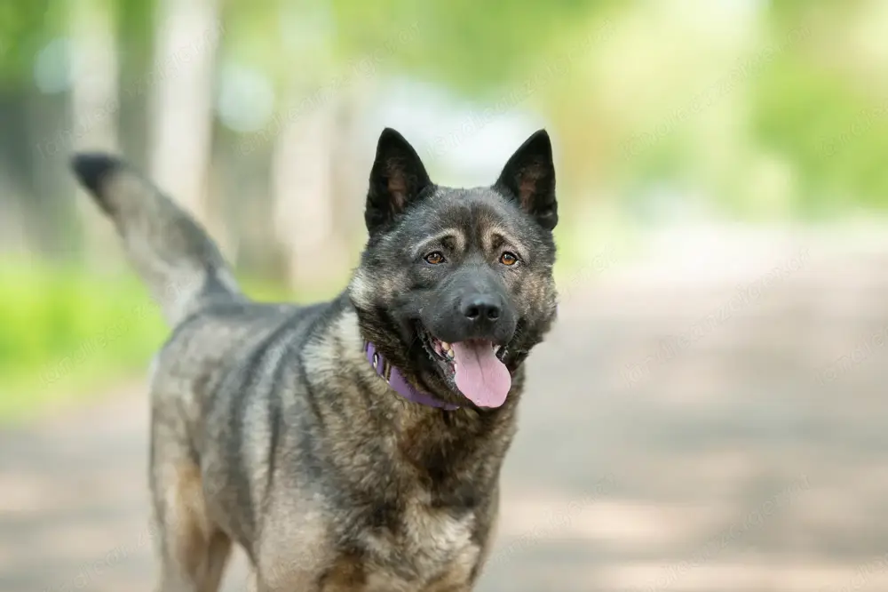 Aquila, der perfekte Hund mit besonderen Bedürfnissen sucht eine Familie