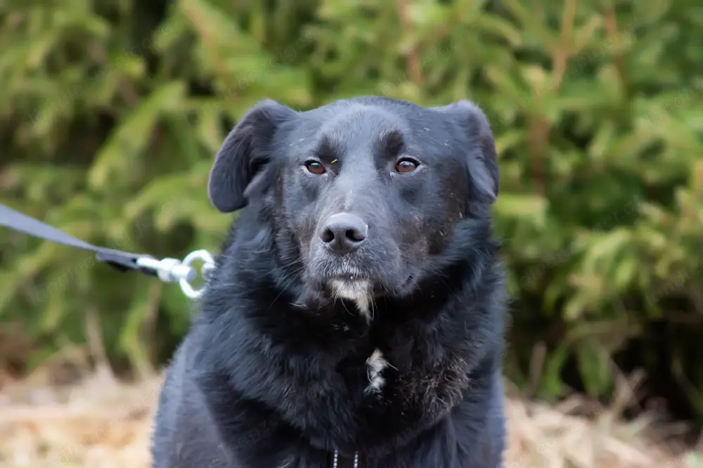 Familienhund Semön sucht ein Zuhause