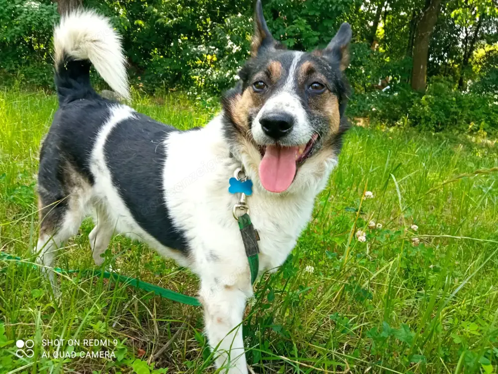 Mischka ist ein freundlicher Begleiter mit Zuckerschockgarantie