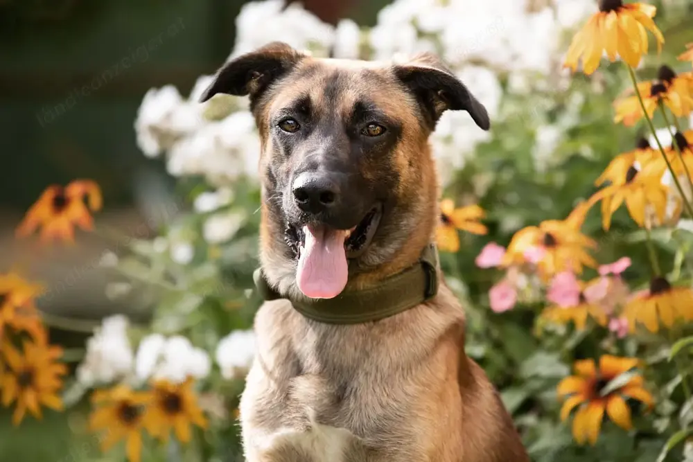 Malinois sucht dringend ein Zuhause!