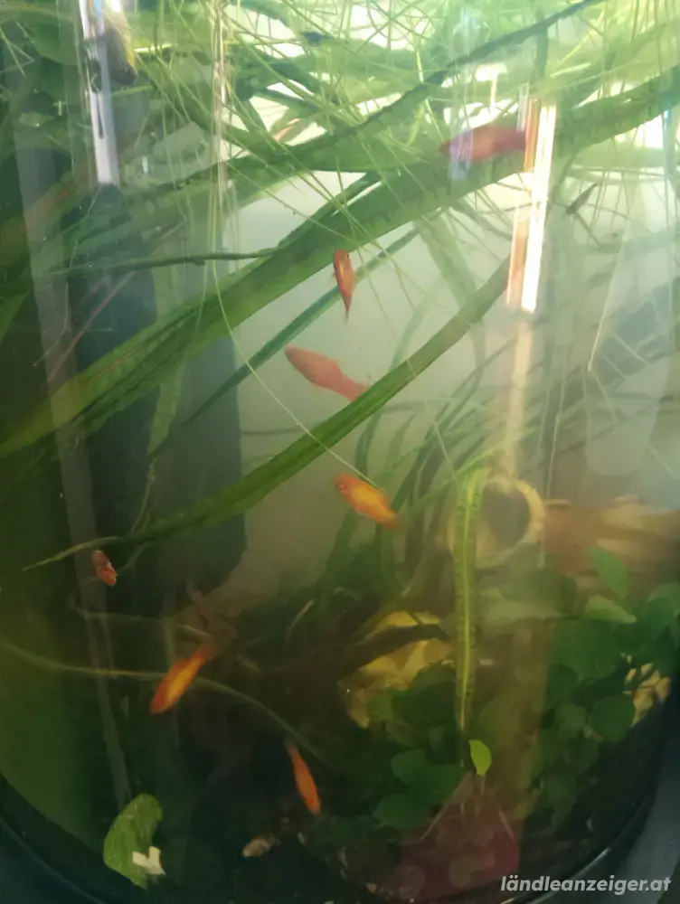 Platys