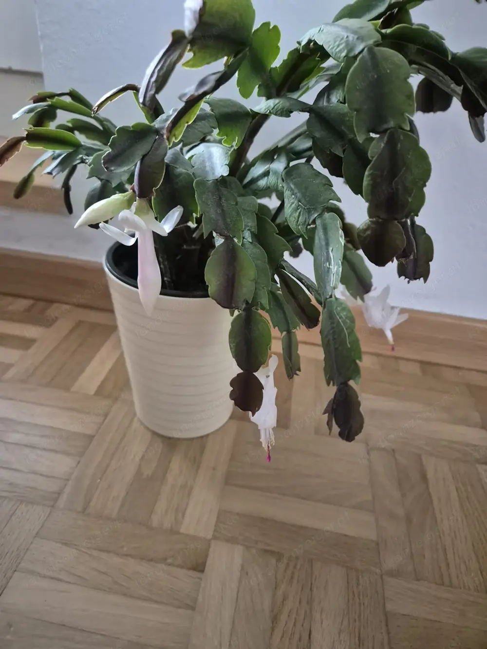 Schlumbergera Schlumbergera